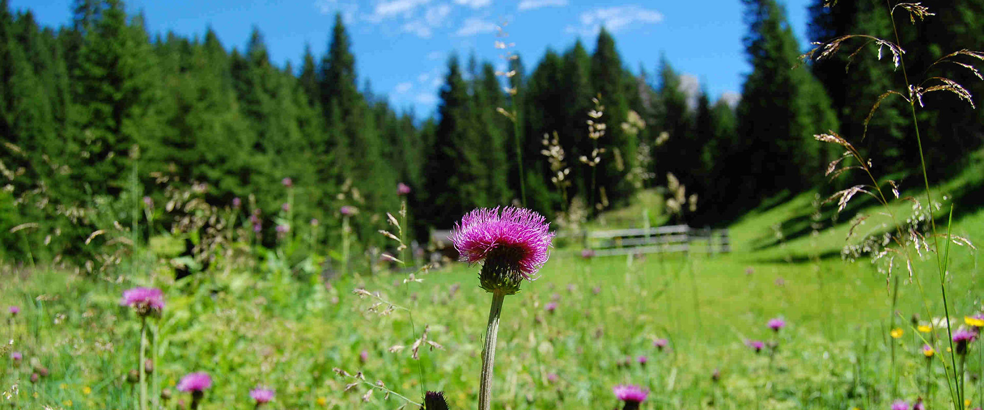 Sommerurlaub Eggental